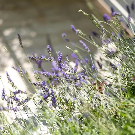 Lavanda