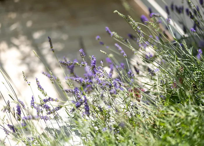 Lavanda